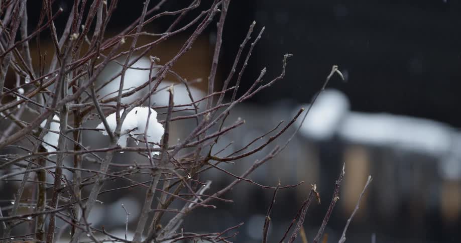 Snow is falling on bare branches during the day