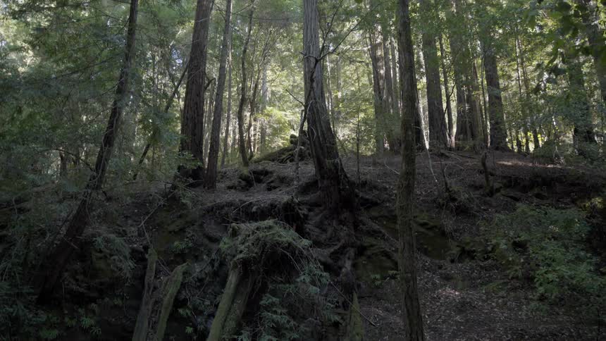 The forest has a steep hill with trees growing on it