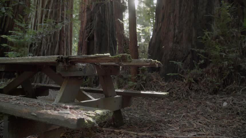 The wood is stacked against the tall trees