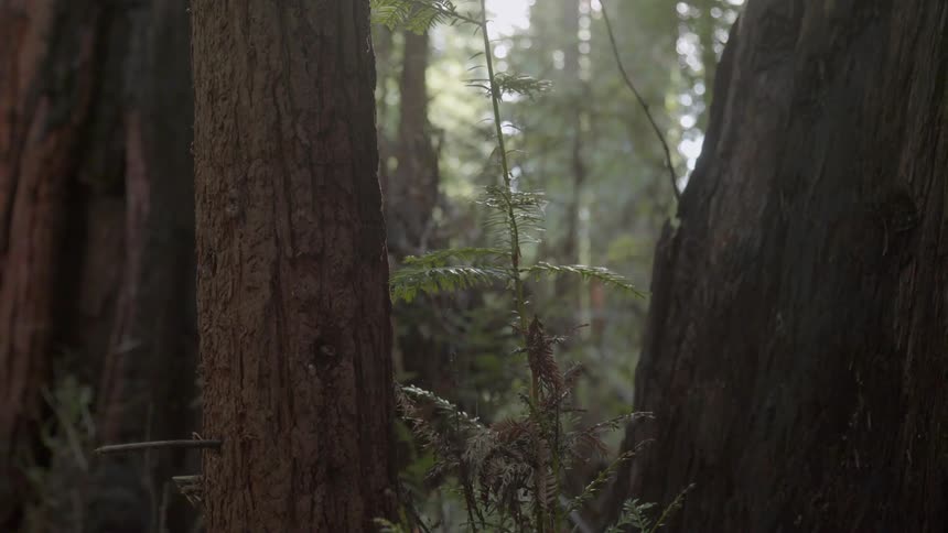 Forest of trees stand tall under a cloudy sky