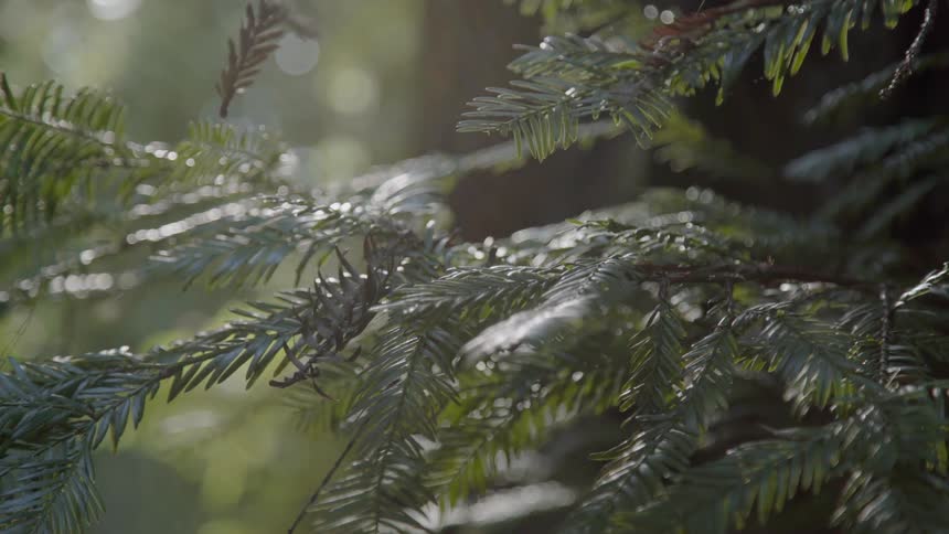 Pine needles tremble in the breeze during the day