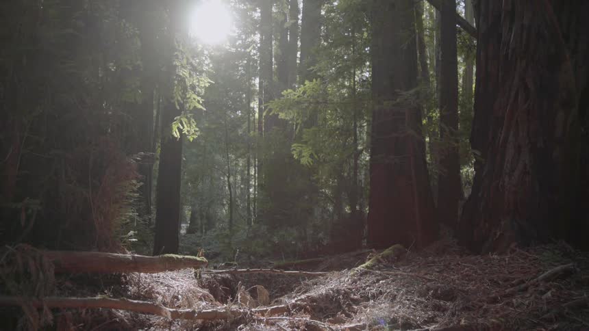 The sun shines through trees in the forest