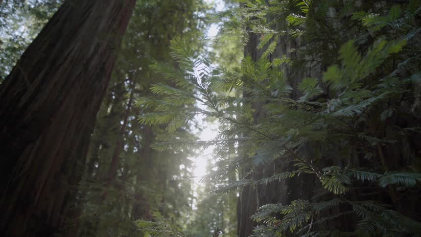 The tall trees block out most of the sun ahead