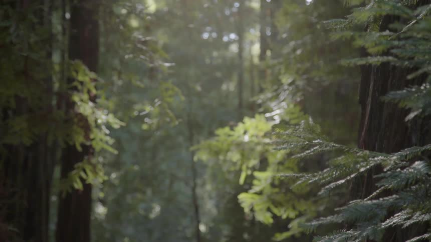 Leaves hang off of trees in the forest