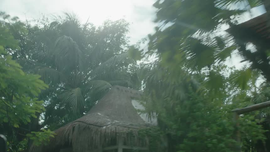 The vehicle moves past the tall trees