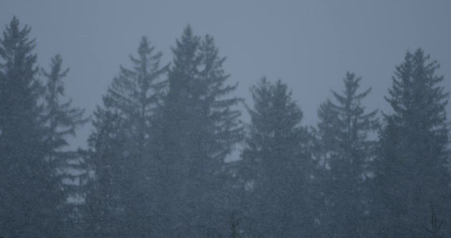 It is snowing heavily by the forest