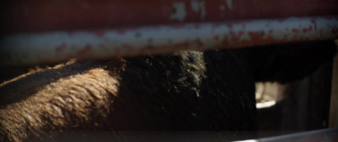 A bull in a pen at a rodeo is raising its head