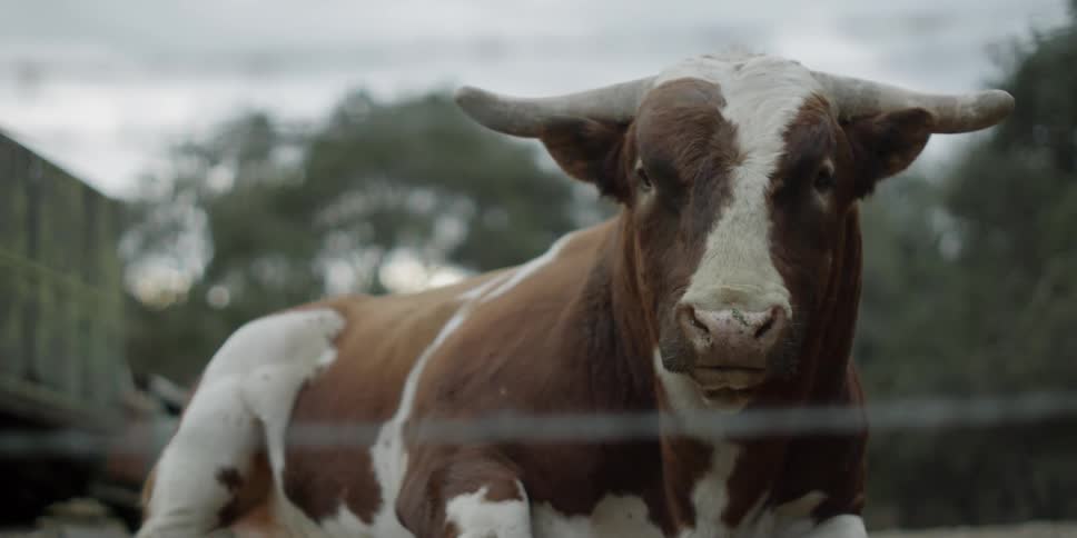 A cow stands behind the fence facing forward