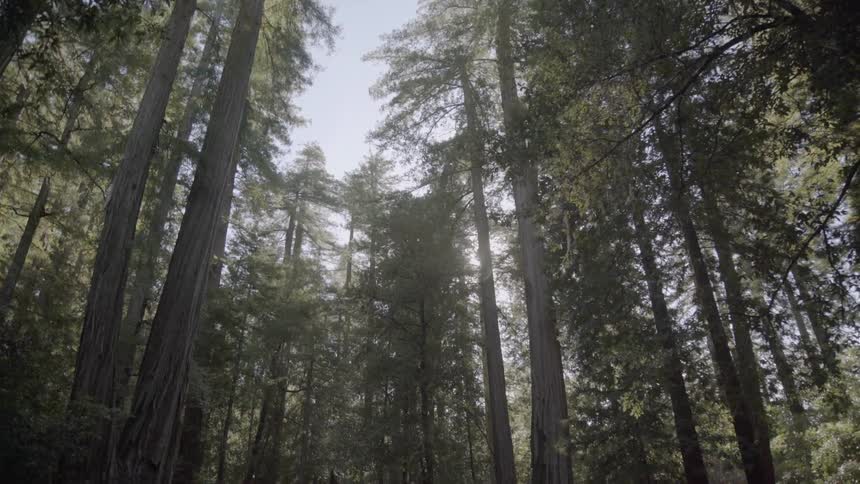 Sun light filters through tall trees