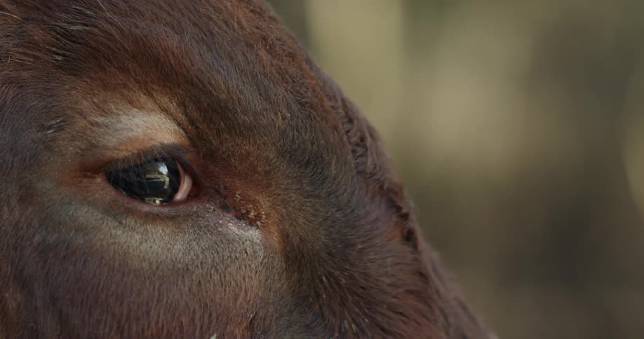A horse blinks