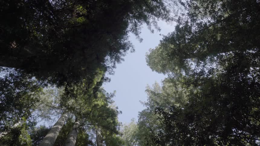 Tall trees tower into the sky