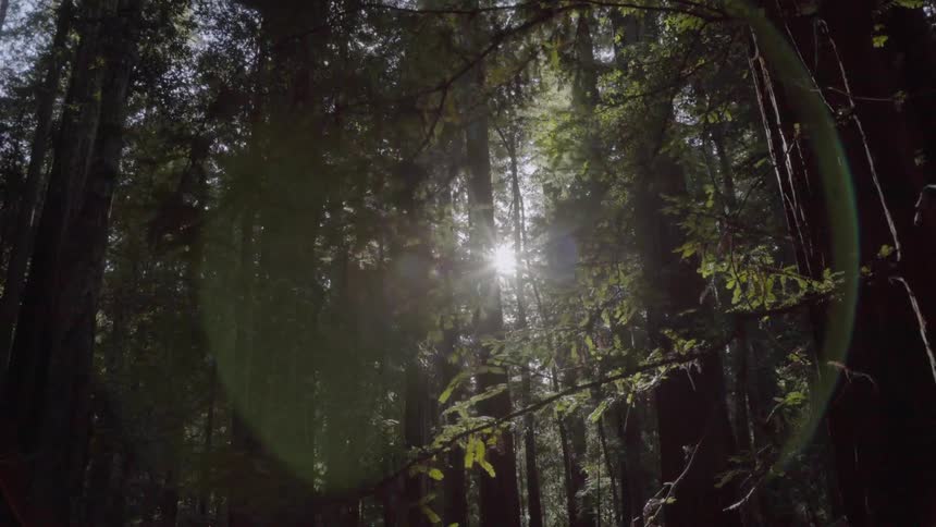 The sun is peeking in through the tall trees