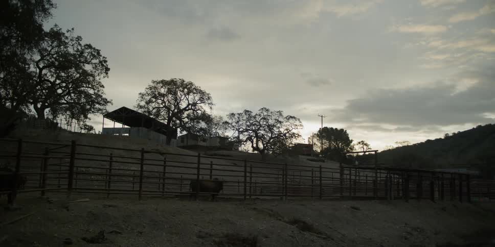 A cow walks on a ranch at sunset