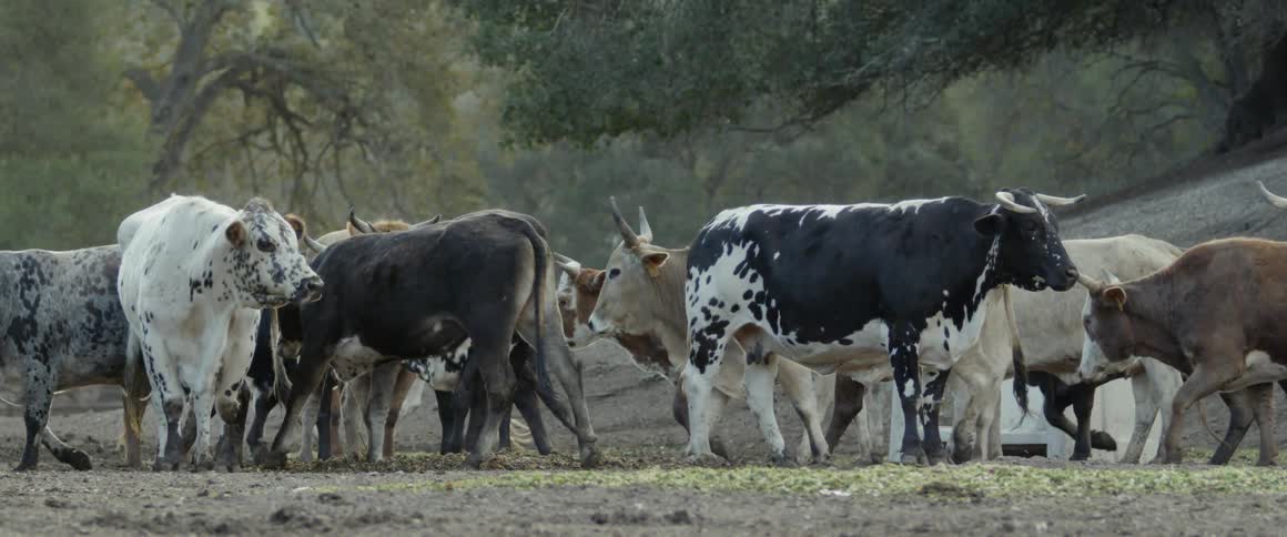 A herd of cattle is walking outside in daylight