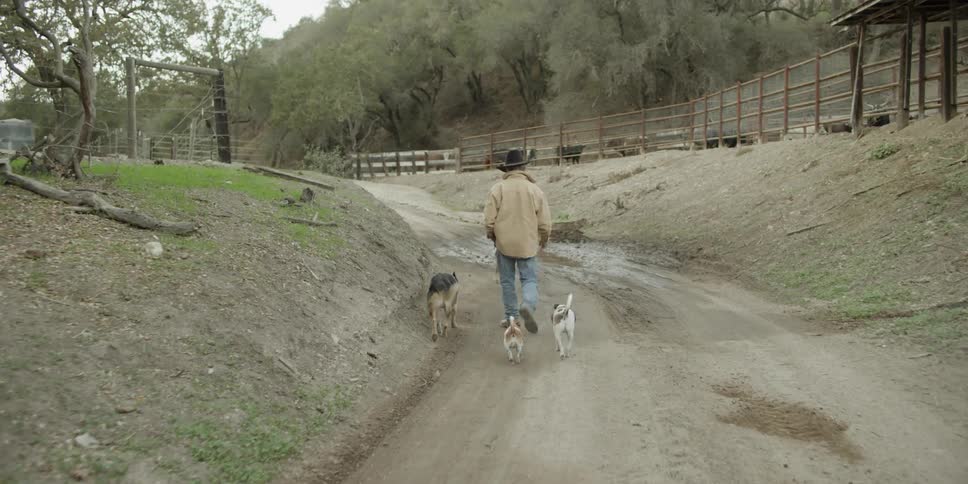 A man is walking four dogs down the trail