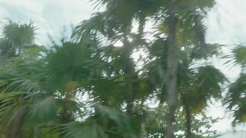 The sun is shining through trees in a tropical setting during the day