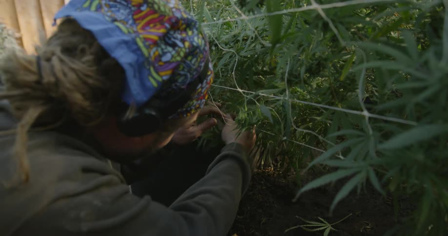 A man inspects marijuana plants on a farm