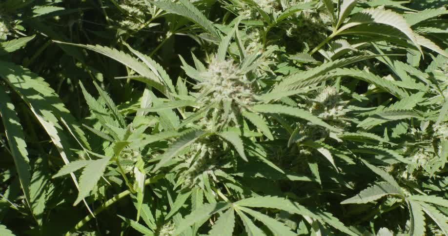 Plants swaying in the wind