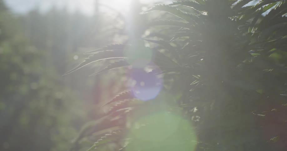 The sun blares overhead on the crops