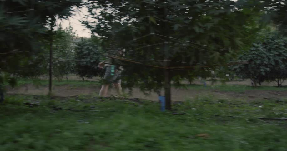 A man walks past his crops on a cloudy day