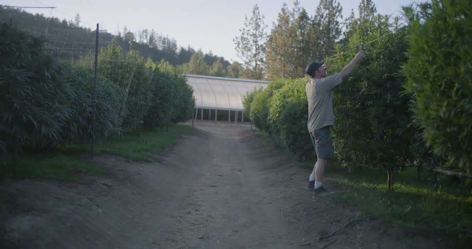 A man walks up to his crops and prunes the top