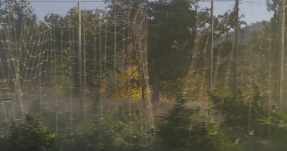 The crops in the field are surrounded by fences and mist