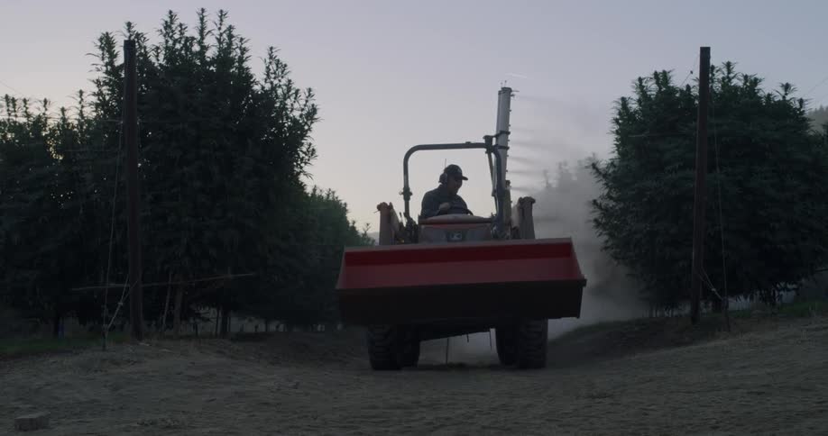 Tractor pulls a sprayer in the orchard as it sprays the trees