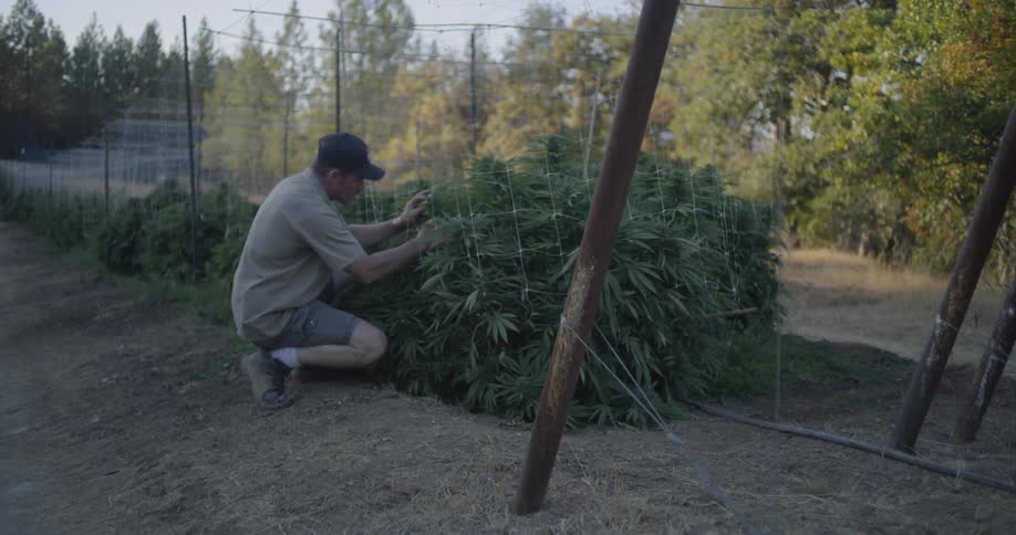 A man is tending to cannabis plants in a farm in daylight