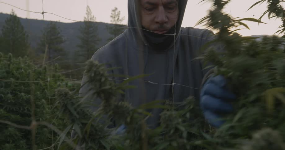 Man wearing gloves looks through the plants