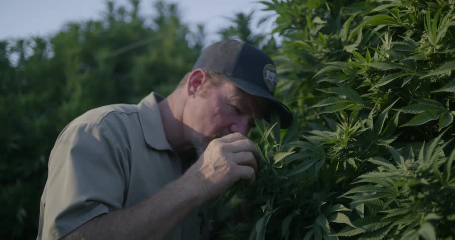 A farmer checks and smells the leaves