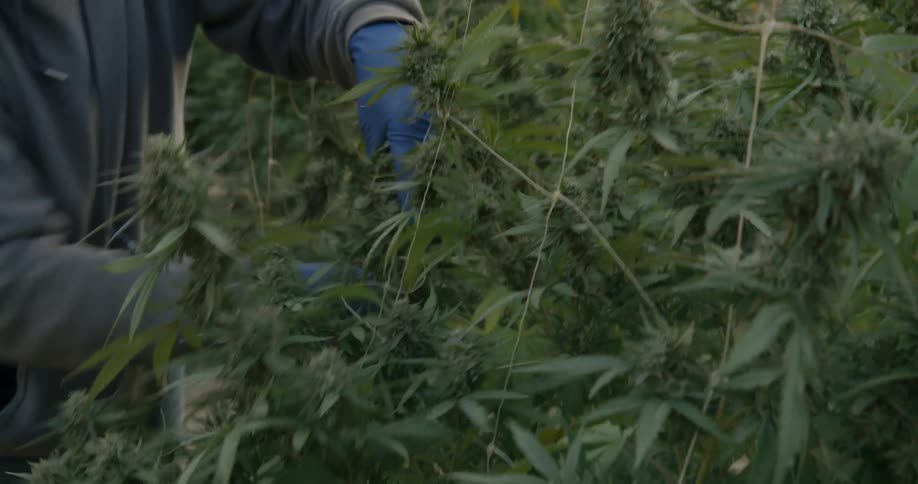 A man is trimming the crops on a farm