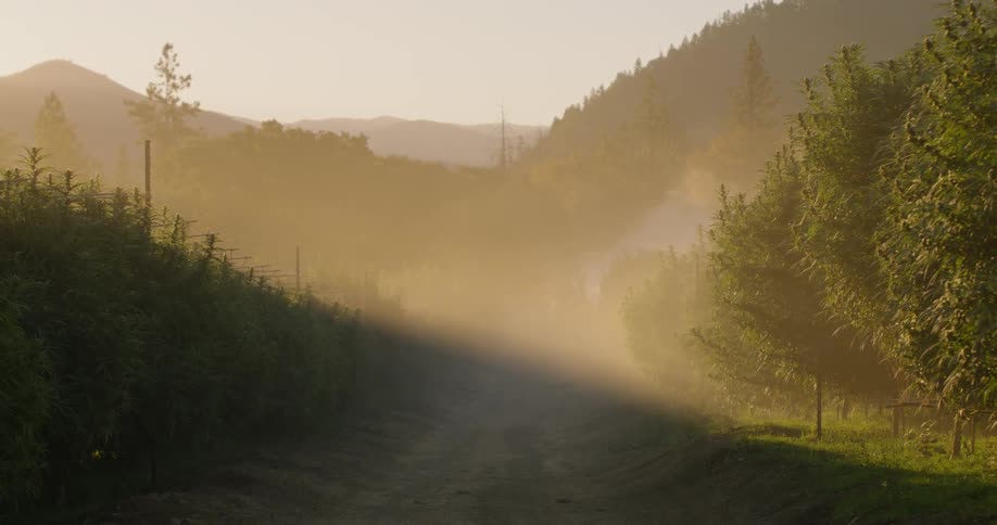 Dust floats in the air on a farm at sunset