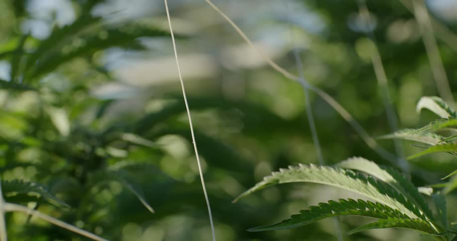 Cannabis plants are growing in a farm during the day