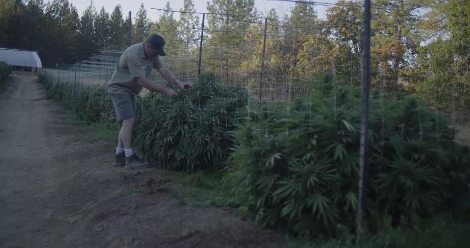 Man tends to his plants in the orchard
