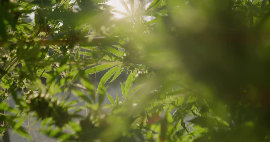 Walking through some tall hemp plants