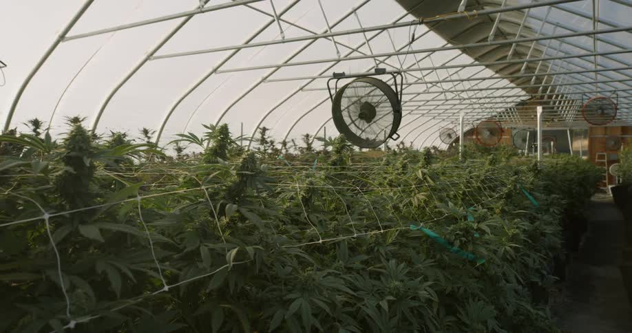 A green house that's growing marijuana