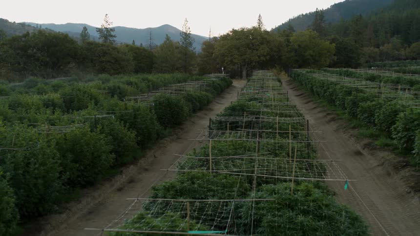 Hemp plants are lined up and growing in rows