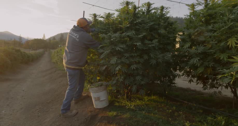 A farmer is pushing some of his crops upright