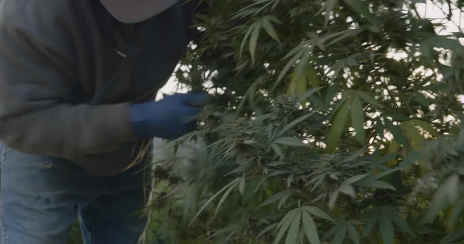 Someone is harvesting a marijuana plant