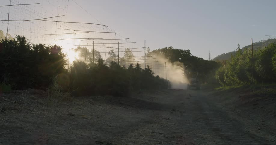 Vehicle spraying plants on a farm at sunset