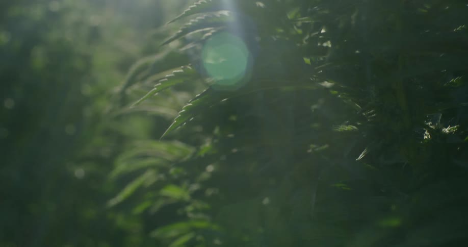 Leaves vibrate under the sun