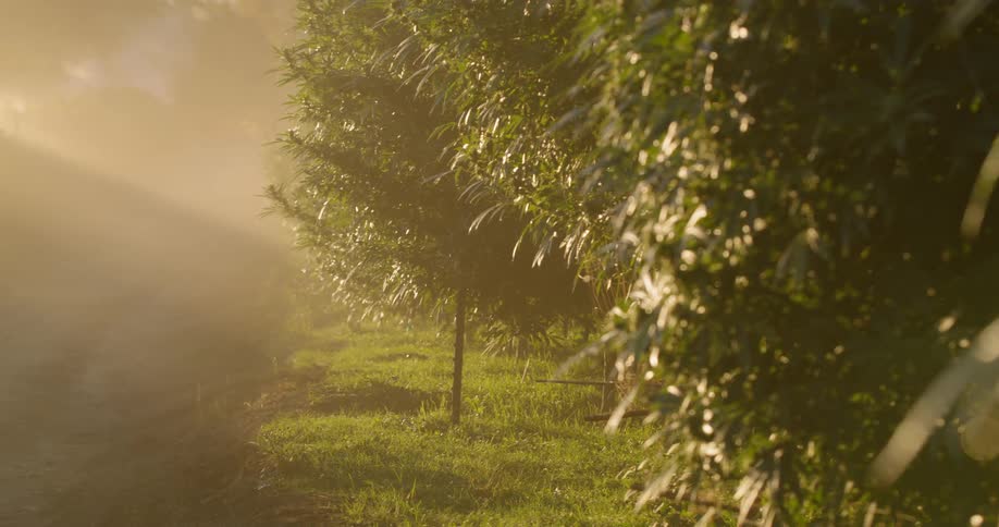 Dust floats near marijuana plants on a farm at sunset