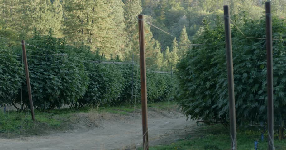 Crops are growing on a farm during the day