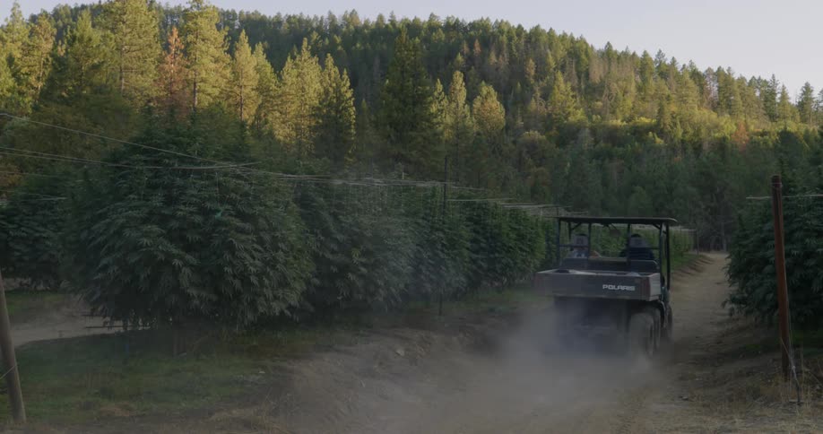 Two men are driving an atv through a field of marijuana crops in daylight