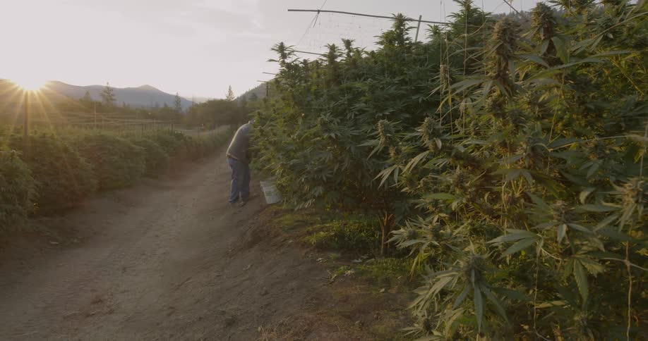 A farmer is checking the crops on his large farm