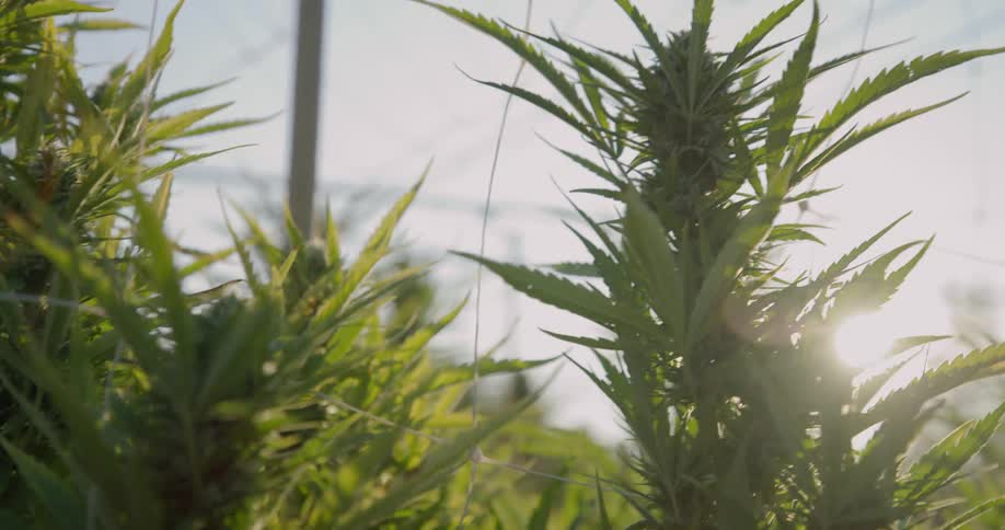 Sunlight shines on marijuana growing on a farm