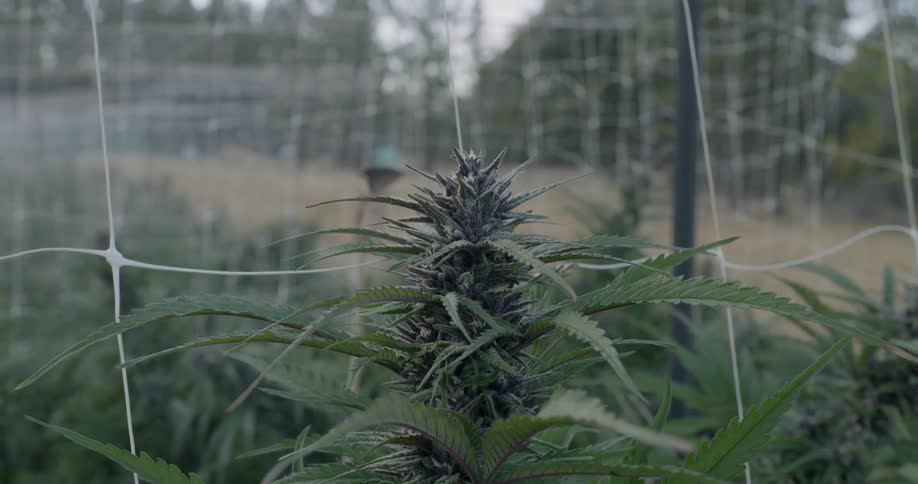 Leaves on the plant blow gently