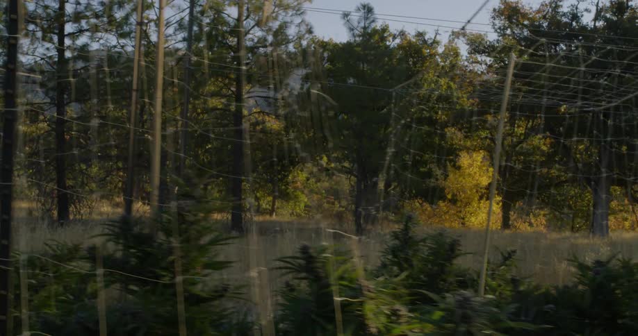 Netting is wrapped around growing crops in a garden