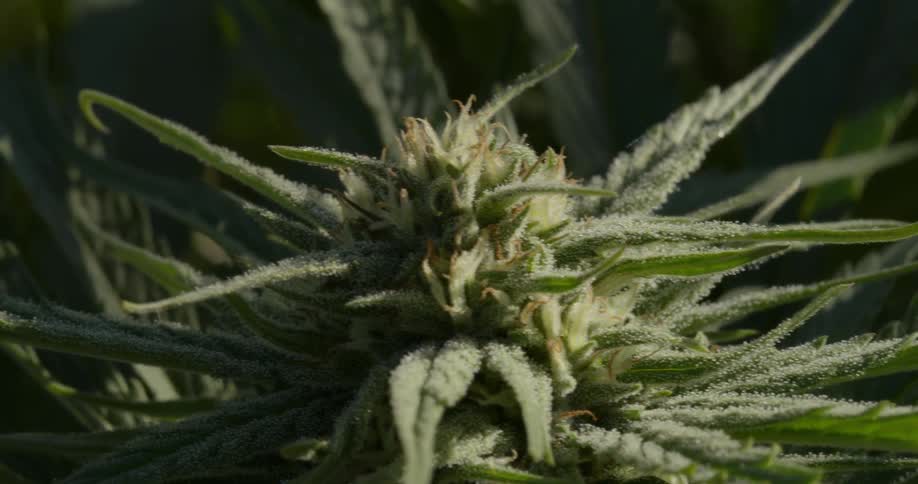 Marijuana grows on a farm