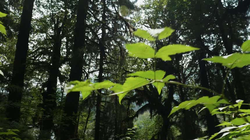 Plants and trees in the forest on a sunny day